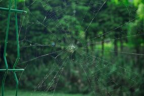 spider web on a background of green trees in the park