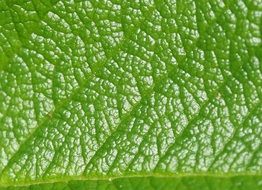 Macro photo of the rose leaf