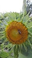 insect on a sunflower with green petals