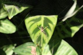 spider on a green leaf of a plant