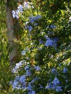 spring fresh blooming blue Bush