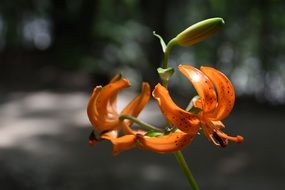 wild orange flower like a lily