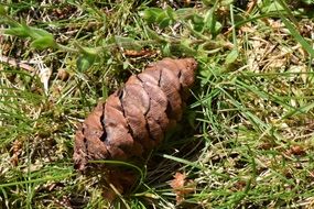 pine cone in the meadow