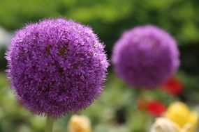 round purple flower