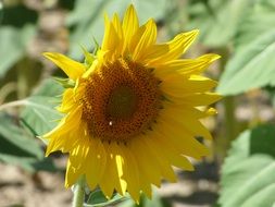Closeup photo of sunflower in Provence
