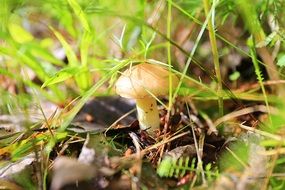 little yellow mushroom in the grass