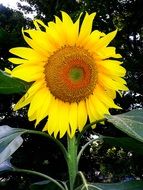 flower like the sun