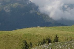 Mountains with Cows pasturing Landscape, switzerland