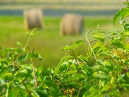 bales of straw on a green field