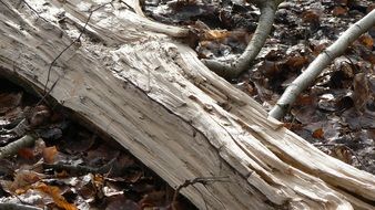 Dead wood lying in a forest