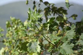 green maple tree branches