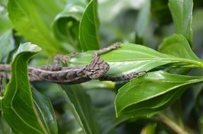 snake on a branch with green leaves