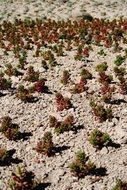 red and green succulents in Desert