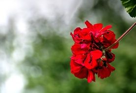 red summer Flower macro