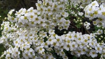 captivating Flowers Spring