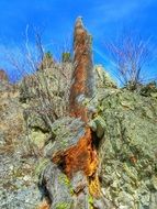 orange stump on the mountain