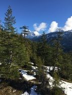 evergreen trees in the mountains of canada