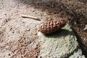 pine cone on a forest trail close-up