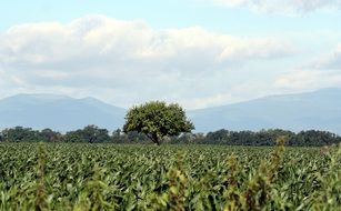 tree in the corn field