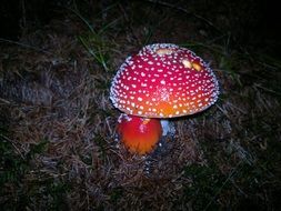 colorful fly agaric in the forest at dusk