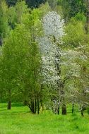 white blooming tree among green ones, Spring landscape