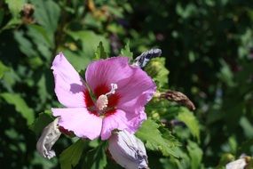 pink hibiscus flower in the garden