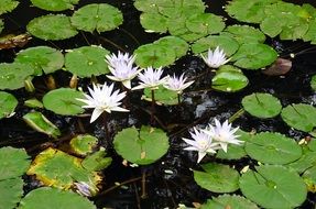 white lily in the water