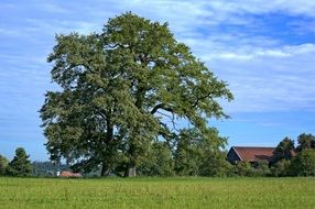 huge tree on a green field near the village