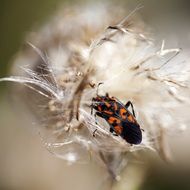 Beetle Dry Thistle Detail Nature