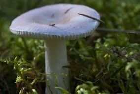 mushroom in green grass closeup