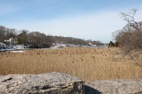 reed in the pond in winter