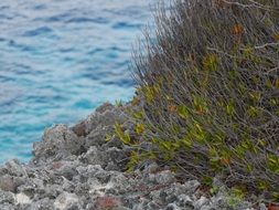 shrub on stones near the water