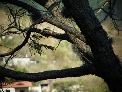 view of the village through the tree