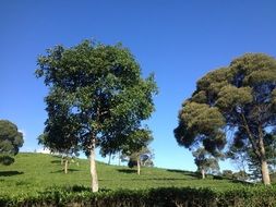 tea fields against the blue sky