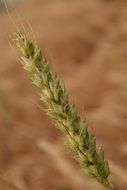 grain in a spikelet of wheat