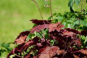 garden plant with brown leaves under the bright sun on a blurred background