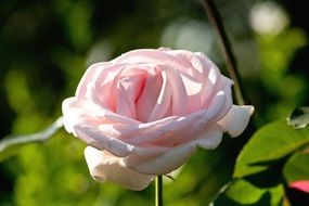 Close-up of the beautiful pink rose
