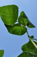 twisted leaves of a climbing plant