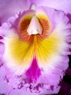 bright purple orchid as a decoration close-up