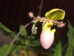 orchid in the bright sun