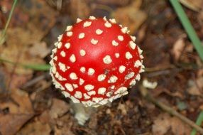 fly agaric close