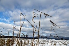 cereal ears on the field in winter