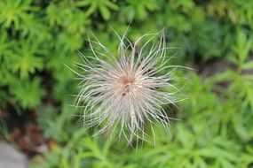 white flower with long thin petals