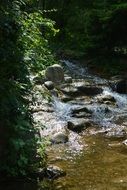Water Nature Forest