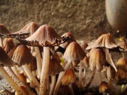 Forest Mushrooms