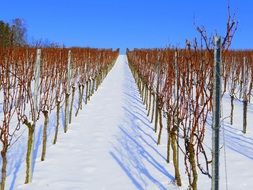 snowy vineyard in winter