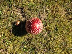 fly agaric growing among green grass