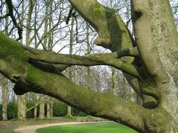 green tree trunks in the park