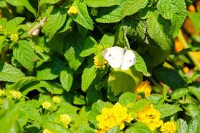 Butterfly White insect