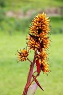 exotic flower in costa rica